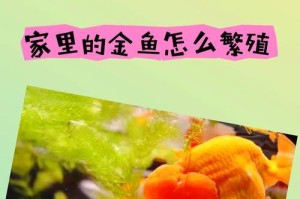 金鱼繁殖周期长短及影响因素（金鱼繁殖周期的关键影响因素及其调控方法）