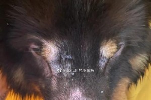 狗狗长螨虫的症状及应对措施（了解狗狗长螨虫的常见症状与有效治疗方法）