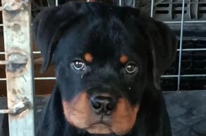 以罗威纳正规犬舍（精选血统，健康可靠，为您提供高质量的罗威纳犬）