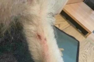 狗结痂后多久长毛？（解密狗痂结痂与长毛的关系，给出科学的答案和建议）