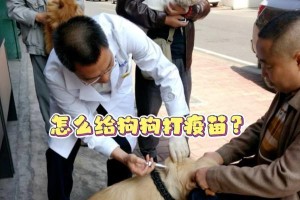 狗狗打疫苗的费用和种类解析（了解狗狗疫苗的费用和可接种的种类）