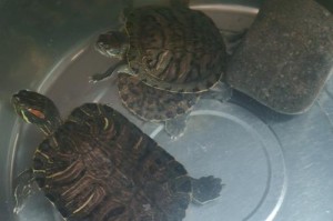 草龟饲养的理想伴侣（探究与草龟相容的鱼类及关键因素）