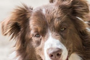 边牧狗的寿命及关键因素（探讨边牧狗寿命的长短，以及影响其寿命的关键因素）