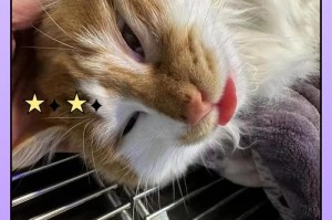 猫咪绝育的最佳时机及注意事项（科学选择绝育时间，做好术后护理）