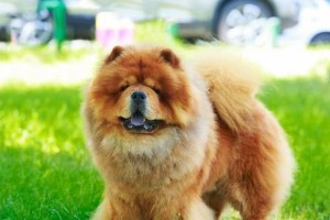 如何养护两个月大的松狮幼犬（每天应该吃几顿？）