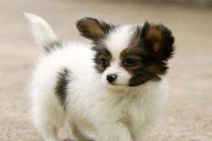 七八天的蝴蝶犬（宛如飞舞的蝴蝶，品味生活的绅士犬）