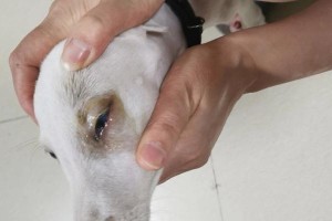 幼犬眼睛发炎的原因及防治方法（探寻幼犬眼睛发炎的根源，提供有效的防治措施）