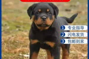 狼系犬（了解属于狼系犬的品种，追寻犬类的祖先）