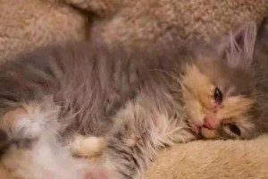 猫的致死病大揭秘（了解猫常见致死病，保护你的毛绒伙伴健康）