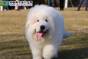 大白熊幼犬的饮食需求及建议（科学饮食保证大白熊幼犬健康成长）