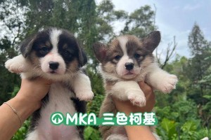 三色柯基价格差别大揭秘市场行情（不同品种、年龄和血统的三色柯基价格差异悬殊）