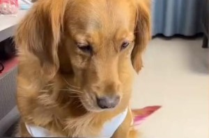 金毛幼犬的饮食禁忌（了解金毛幼犬的不能吃的东西，保护它们的健康）
