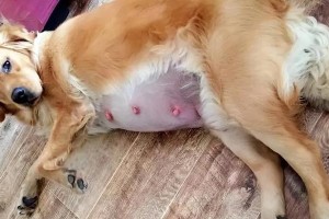狗狗一胎间隔多久才合适？（探究狗狗繁殖周期，了解最佳交配间隔）