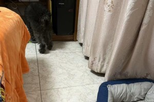 狗饿了，它的表现是什么？（揭秘狗饿了的迹象和行为特征）