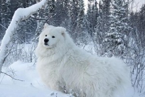 伤害萨摩耶犬的饲养方式（了解伤害萨摩耶犬的原因及预防方法）
