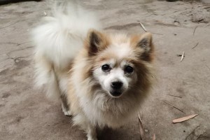 如何判断狗狗是否缺钙（了解狗狗缺钙的表现及预防措施）