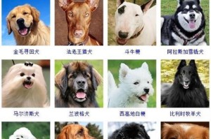 大白熊犬与萨摩耶的区别（价格、外貌与性格的差异）