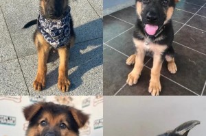 以德牧多久能长大的疑问（探寻德国牧羊犬成长过程中的时间要求和关键因素）