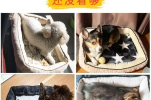 以犬起窝（狗狗配对的周期、关键因素与繁殖的重要性）