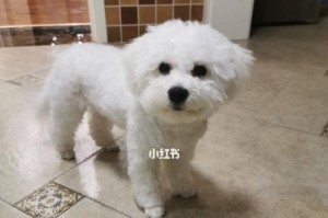 揭开比熊纯种与混种之谜（探讨比熊不纯的外貌特征与遗传因素）
