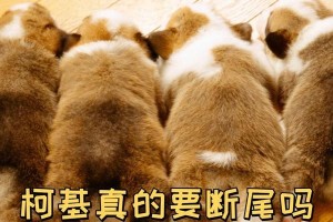 柯基断尾的原因（了解柯基断尾的背后原因以及对狗狗的影响）