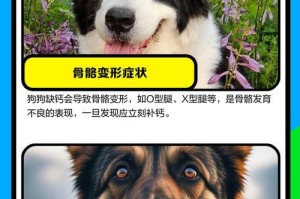 两个月狗缺钙症状及预防措施（了解两个月狗缺钙的常见症状，保护宠物的健康成长）