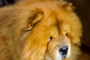饲养松狮犬的秘籍——培养健康成长的关键（关注营养、训练和关爱，助力松狮犬健康成长）