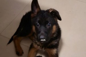 探秘德牧耳朵竖起的时间（揭开德国牧羊犬耳朵竖立之谜）