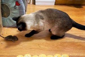 暹罗猫训练指南（了解如何训练和教育你的暹罗猫）