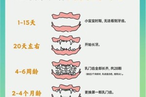 狗狗换牙的周期及注意事项（了解狗狗换牙的周期可以帮助照顾它们更好）