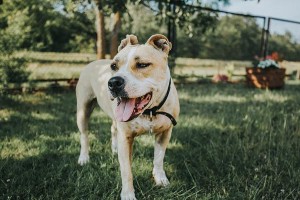 如何训练犬与主人建立良好关系（培养亲密的犬主关系，提高犬的训练效果）