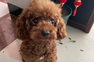 萌萌哒的泰迪狗幼犬（可爱、聪明、逗趣，泰迪狗幼犬的魅力无法抗拒）