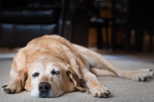 狗狗呕吐虫子的原因剖析（了解狗狗呕吐虫子的种类、症状和处理方法）