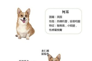 柯基犬怀孕多久肚子会变大？（探究柯基犬妊娠期间肚子的变化情况）