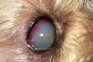 狗狗白眼球充血（了解狗狗白眼球充血的成因及如何避免）