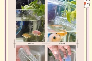 培养清水绿苔，打造兰寿缸的绝美景观（揭秘如何让兰寿缸水发绿，享受清水绿苔带来的美妙）