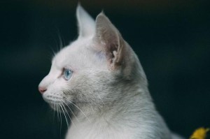 解读猫咪情绪障碍（关注猫咪情绪问题，帮助它们走出抑郁的困境）