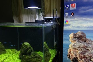 夏季高温下的水草缸降温方法（以几种有效的措施解决水草缸夏季高温问题）