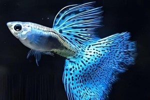 孔雀鱼的食物选择及养殖技巧