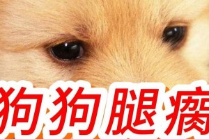 狗狗腿筋扭伤后康复时间预测（了解狗狗腿筋扭伤后的康复时间及护理要点）