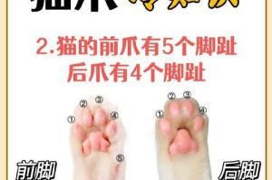 猫爪的奥秘（探索猫爪的功能及其重要性）