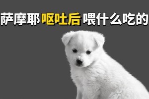 萨摩耶的饮食习惯及适宜食物（了解萨摩耶的食物选择与饮食需求）
