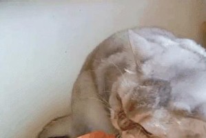 猫猫为什么会吃草？（解析猫咪食草的原因与好处）