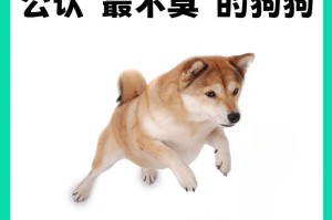 揭开狗狗年龄的真相——泰迪的最新年龄对照表（泰迪年龄与人类对应关系解密，1岁不等于人类的7岁）