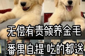 如何科学喂养3个月大的金毛（建立健康饮食习惯，让金毛快乐成长）
