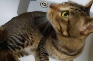 猫砂中的小虫子究竟是怎么来的？（解析猫砂中小虫子的来源和处理方法）