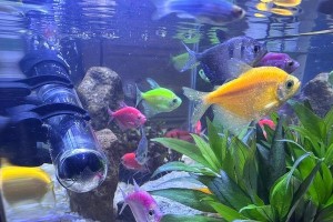 白点鱼感染症状及应对措施（揭秘白点鱼感染症状，保护你的水族宠物）