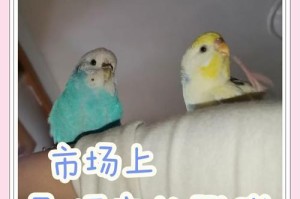 《饲养虎皮鹦鹉的注意事项及饲料用量》（了解虎皮鹦鹉的饲养需求，打造健康快乐的宠物生活）