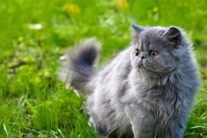 波斯猫（波斯猫逐渐失宠的原因及如何正确养护）