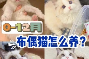布偶猫（挑战初养宠者的布偶猫）